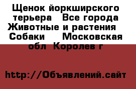 Щенок йоркширского терьера - Все города Животные и растения » Собаки   . Московская обл.,Королев г.